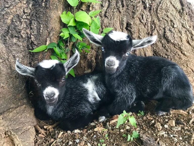 Baby Goat Snuggles