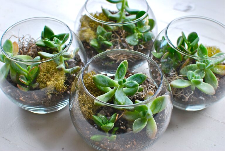 Terrarium Workshop at Wild Hare Cider Berryville