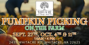 Pumpkin Picking on the Farm
