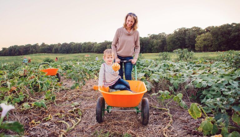 Wayside Farm Fun