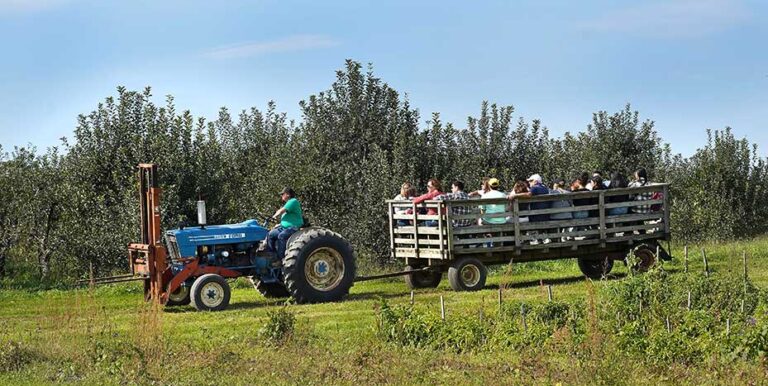 Apple Harvest Festival