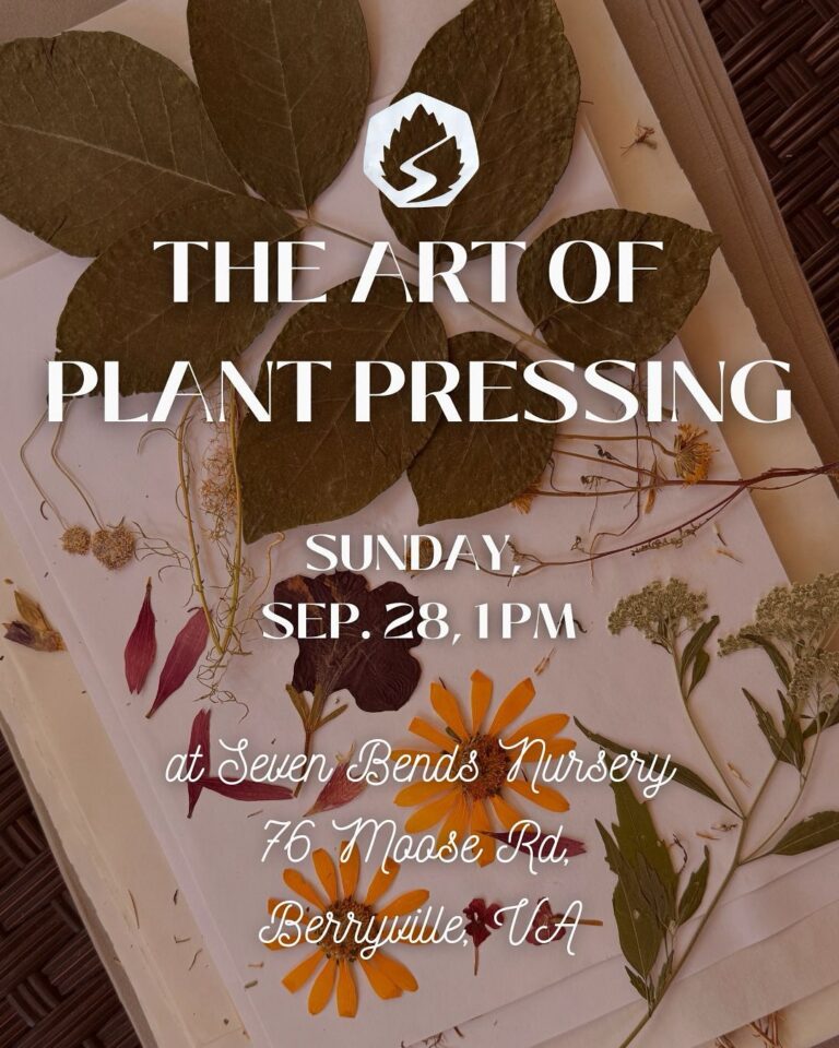 The Art of Plant Pressing – Workshop 1