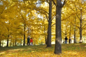 Ginkgo Gold Weekends at Blandy Experimental Farm
