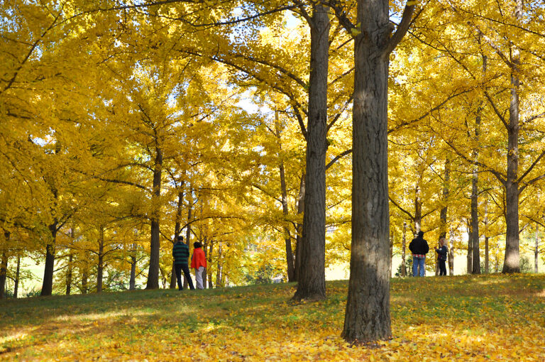 Ginkgo Gold Weekends at Blandy Experimental Farm