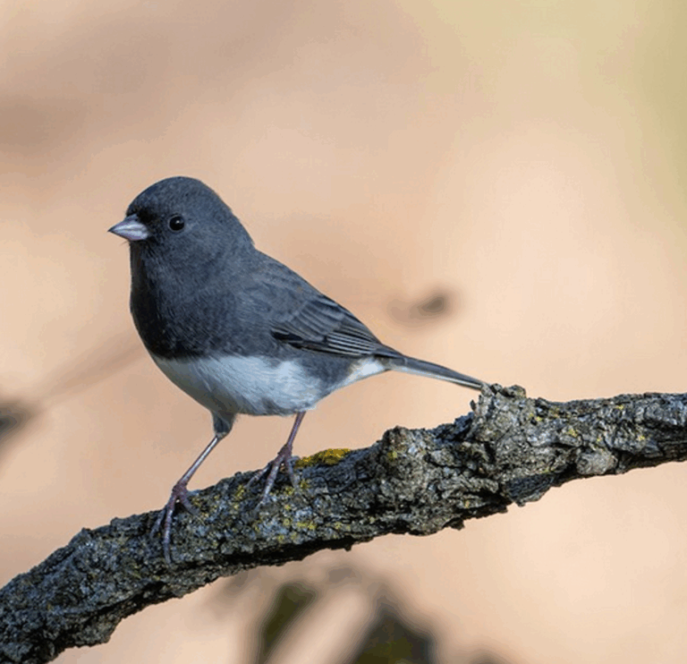 Winter Migrants Bird Walk