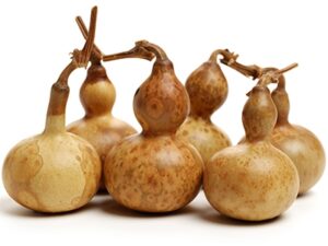 Virginia Gourd Show and Sale