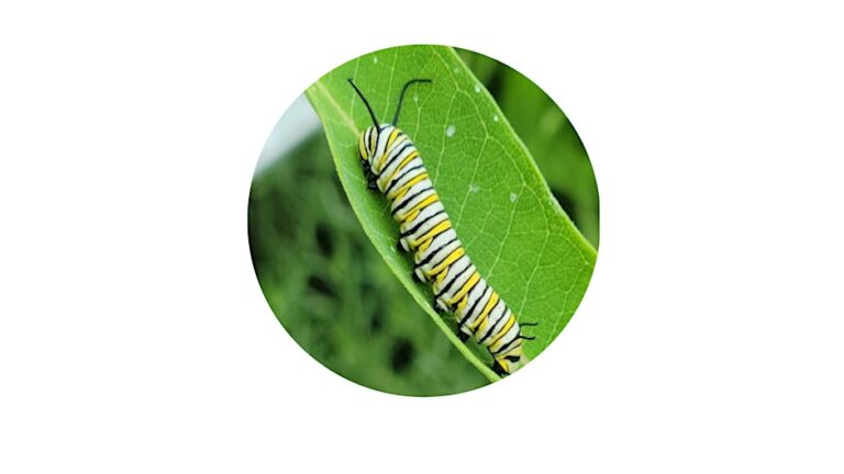 Wild Gardening Wild Gardening