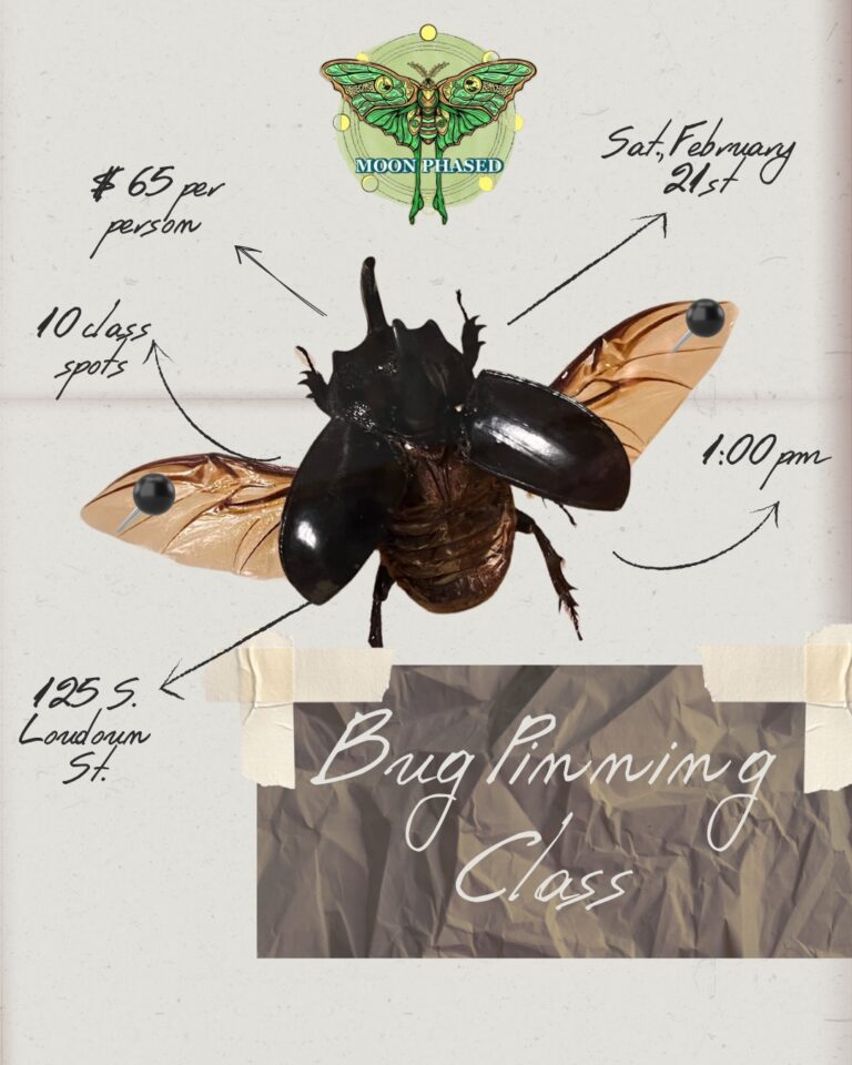 Bug Pining With Tiny World Jars at Moon Phased