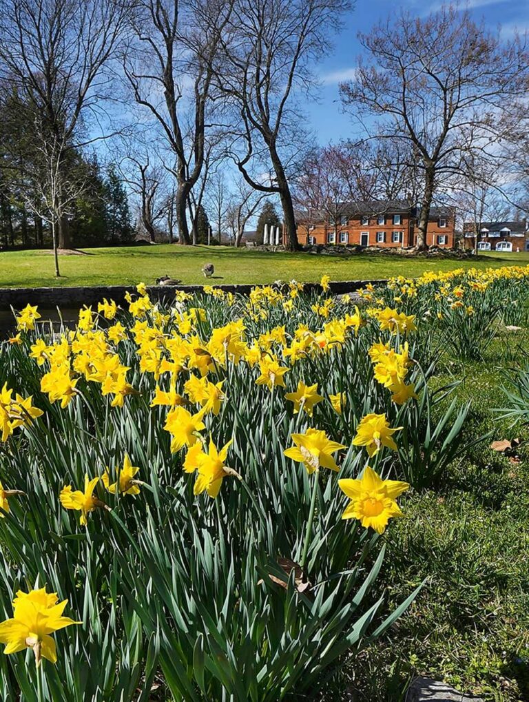 Morning Garden Walk at The MSV