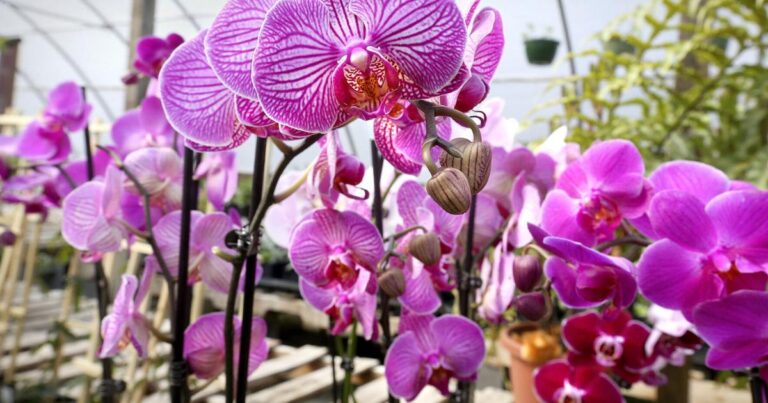 Orchid Show and Sale at The MSV