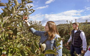 Apple Harvest Festival