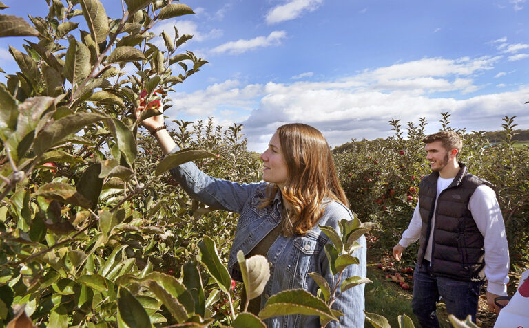 Apple Harvest Festival Apple Harvest Festival